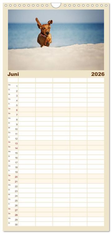 Produktbild: Familienplaner 2026 - Die Dackel daggeln.... mit 5 Spalten (Wandkalender, 21 x 45 cm) CALVENDO
