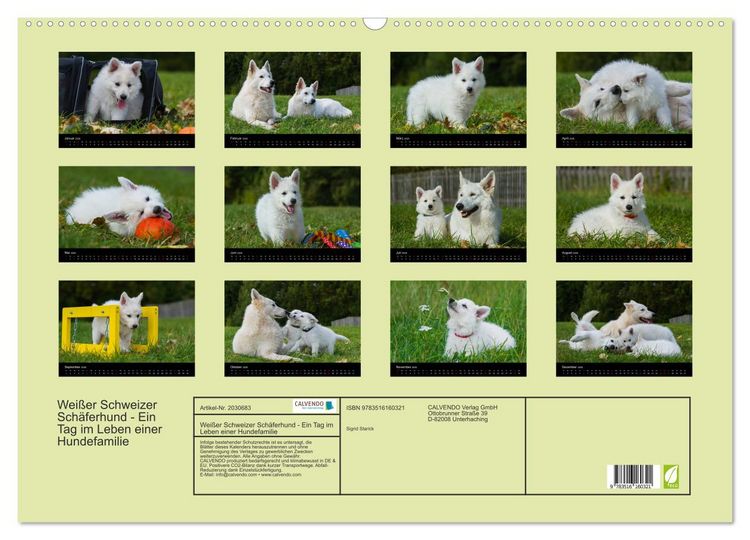 Produktbild: Wei&szlig;er Schweizer Sch&auml;ferhund - Ein Tag im Leben einer Hundefamilie (Wandkalender 2026 DIN A2 quer), CALVENDO Monatskalender