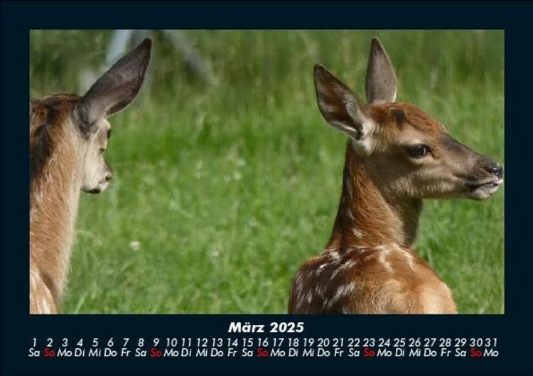Produktbild: Waldbewohner 2025 Fotokalender DIN A5