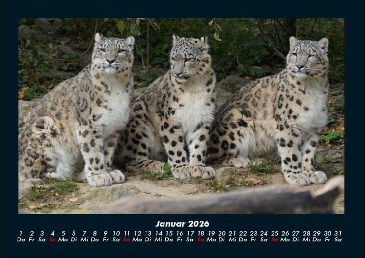 Produktbild: Welt der Tiere 2026 Fotokalender DIN A4