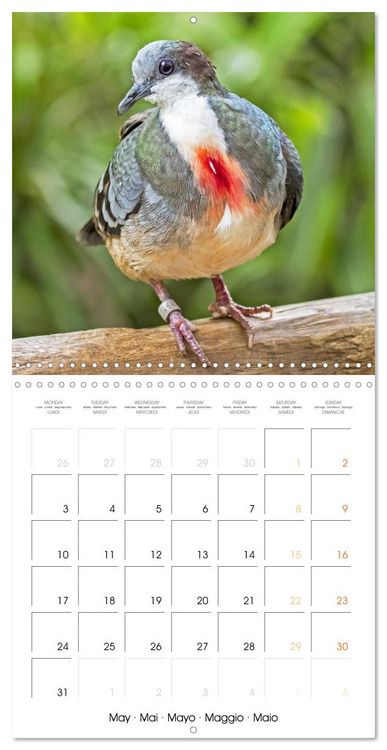 Produktbild: Doves: Gentle Beauty (Wall Calendar 2027 12 &times; 12 Inch) CALVENDO 12 Month Wall Calendar