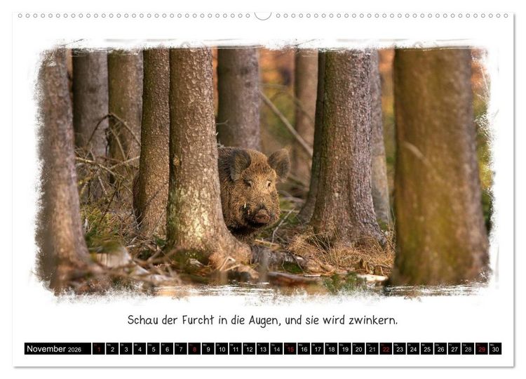 Produktbild: Tierisch witzig (hochwertiger Premium Wandkalender 2026 DIN A2 quer), Kunstdruck in Hochglanz