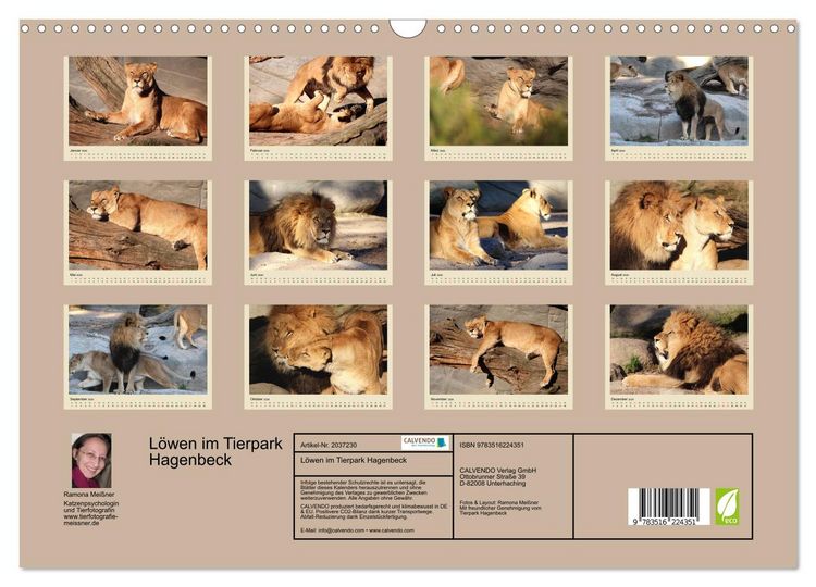 Produktbild: L&ouml;wen im Tierpark Hagenbeck (Wandkalender 2026 DIN A3 quer), CALVENDO Monatskalender