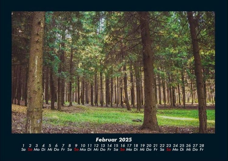 Produktbild: B&auml;ume 2025 Fotokalender DIN A4