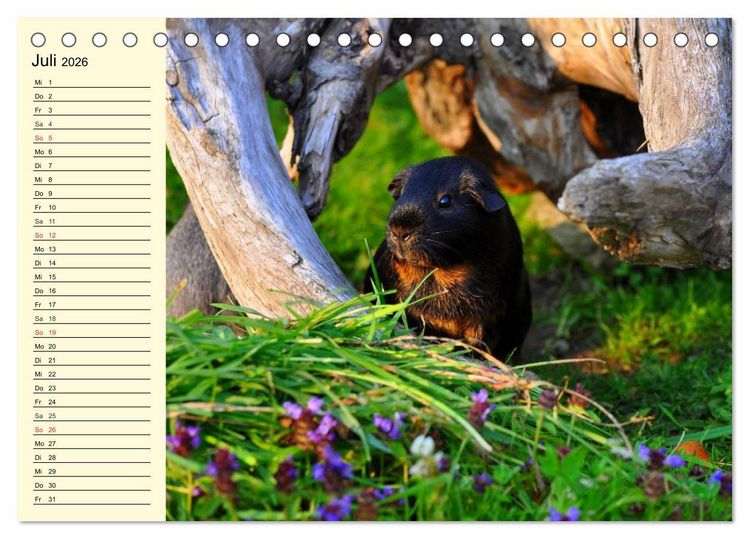 Produktbild: Meerschweinchen. Geliebte Nager (Tischkalender 2026 DIN A5 quer), CALVENDO Monatskalender