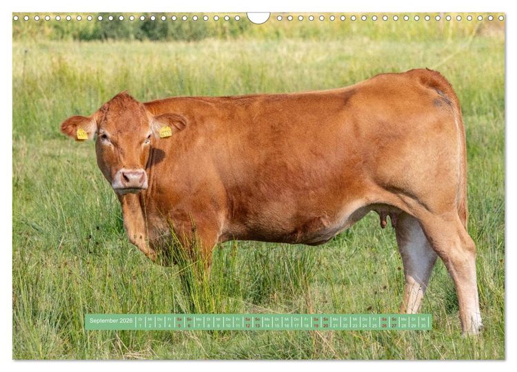 Produktbild: Wolfsburg - einfach tierisch (Wandkalender 2026 DIN A3 quer), CALVENDO Monatskalender