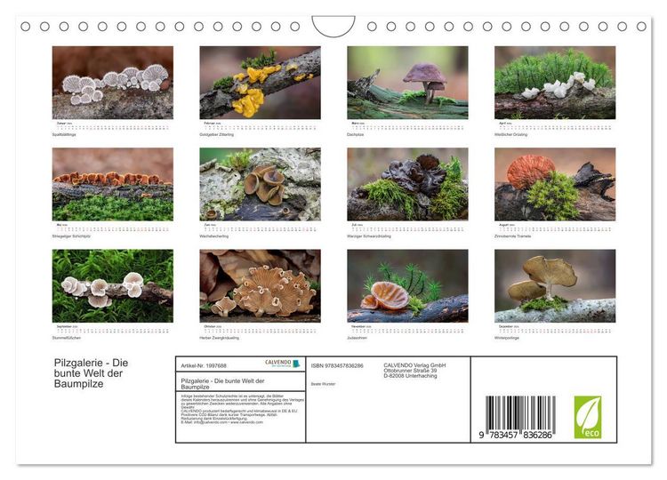 Produktbild: Pilzgalerie - Die bunte Welt der Baumpilze (Wandkalender 2026 DIN A4 quer), CALVENDO Monatskalender