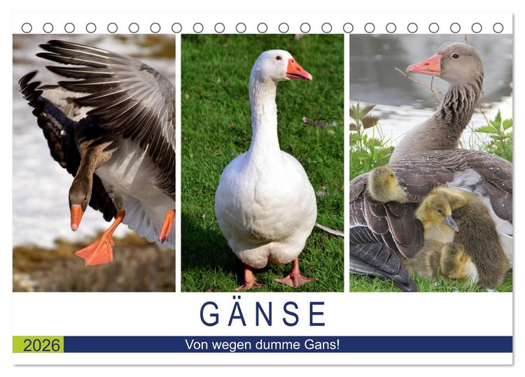 Produktbild: G&auml;nse. Von wegen dumme Gans! (Tischkalender 2026 DIN A5 quer), CALVENDO Monatskalender