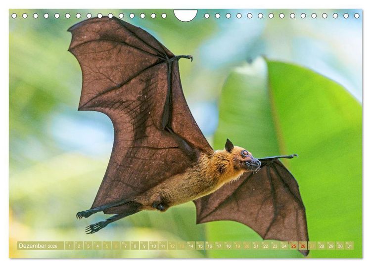 Produktbild: Flughunde: Vegetarische Drachenflieger (Wandkalender 2026 DIN A4 quer), CALVENDO Monatskalender