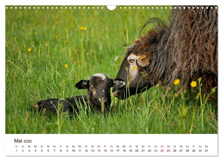 Produktbild: Sch&ouml;ne Schafe (Wandkalender 2026 DIN A3 quer), CALVENDO Monatskalender