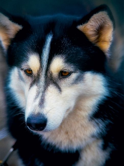 Produktbild: CALVENDO Puzzle Ein Motiv aus dem Kalender Huskies - Artwork | 1000 Teile Lege-Gr&ouml;&szlig;e 64x48cm Foto-Puzzle f&uuml;r gl&uuml;ckliche Stunden