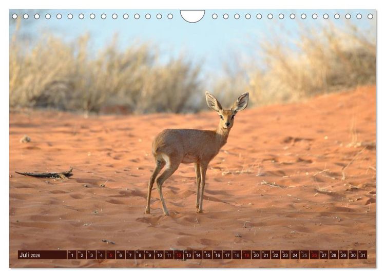 Produktbild: Afrikas wilde Sch&ouml;nheiten (Wandkalender 2026 DIN A4 quer), CALVENDO Monatskalender