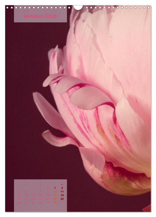 Produktbild: Die K&ouml;nigin der Rosen (Wandkalender 2026 DIN A3 hoch), CALVENDO Monatskalender