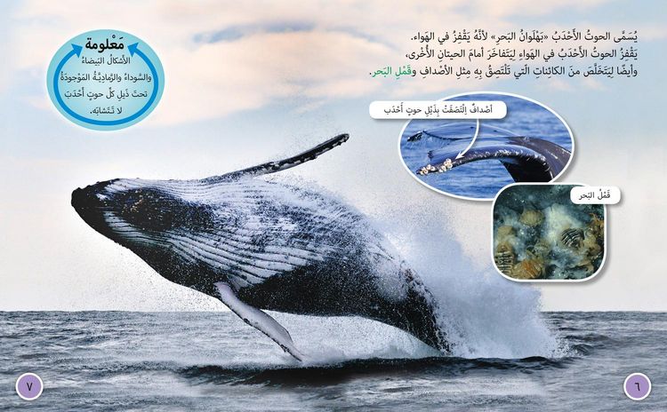Produktbild: Collins Big Cat Arabic - Journey of Humpback Whales: Level 12