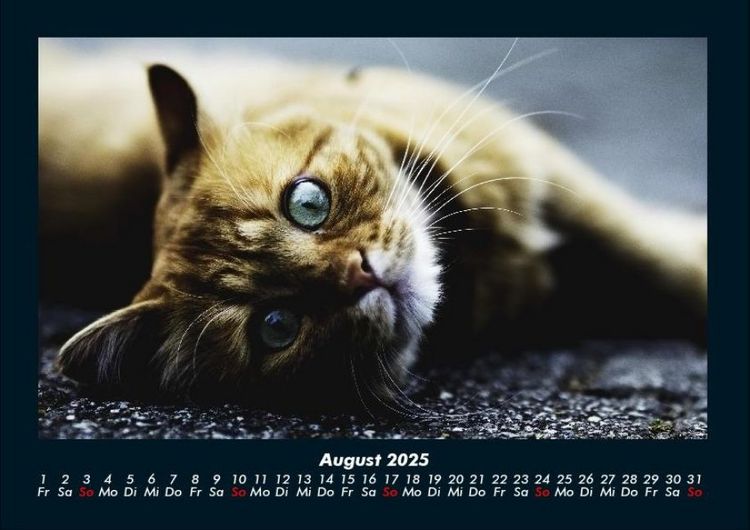 Produktbild: F&uuml;r Katzenfreunde 2025 Fotokalender DIN A4