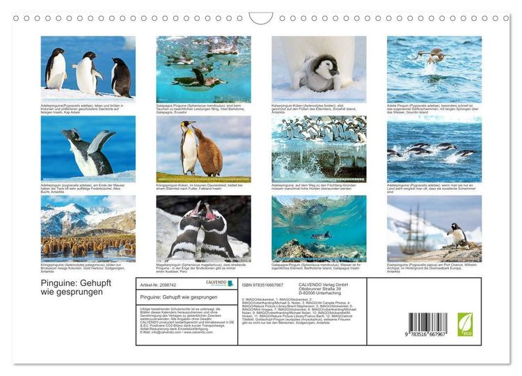 Produktbild: Pinguine: Gehupft wie gesprungen (Wandkalender 2026 DIN A3 quer), CALVENDO Monatskalender