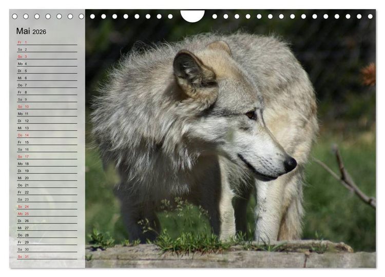 Produktbild: W&ouml;lfe. Graue Eminenzen (Wandkalender 2026 DIN A4 quer), CALVENDO Monatskalender