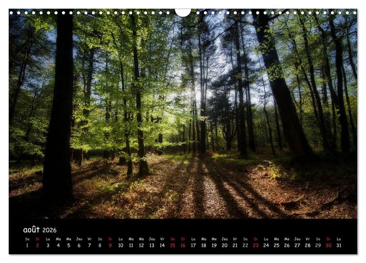 Produktbild: BROCELIANDE, la for&ecirc;t (Calendrier mural 2026 DIN A3 vertical), CALVENDO calendrier mensuel