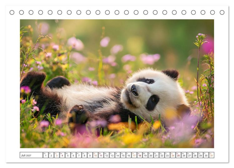 Produktbild: Panda Magie (Tischkalender 2027 DIN A5 quer), CALVENDO Monatskalender