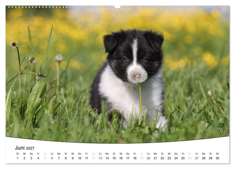 Produktbild: Welpen - Puppies (Wandkalender 2027 DIN A2 quer), CALVENDO Monatskalender