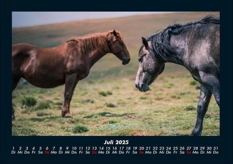 Produktbild: Die Welt der Pferde 2025 Fotokalender DIN A4