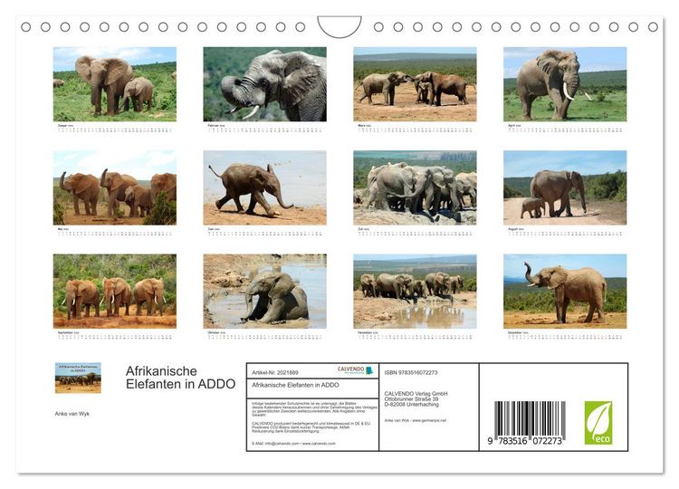 Produktbild: Afrikanische Elefanten in ADDO (Wandkalender 2026 DIN A4 quer), CALVENDO Monatskalender