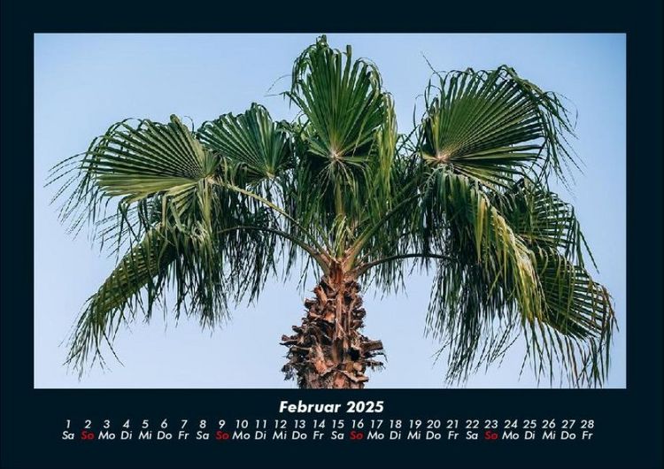 Produktbild: Palmentraum 2025 Fotokalender DIN A4