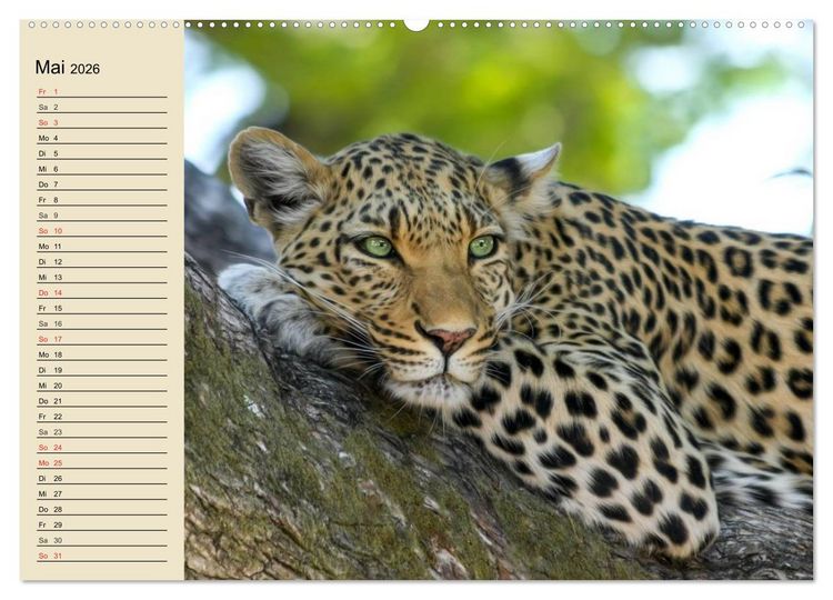 Produktbild: Die Lautlosen. Geparden und Leoparden (hochwertiger Premium Wandkalender 2026 DIN A2 quer), Kunstdruck in Hochglanz