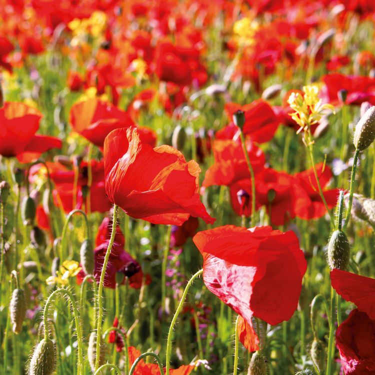 Produktbild: Blumen / Flowers 2027