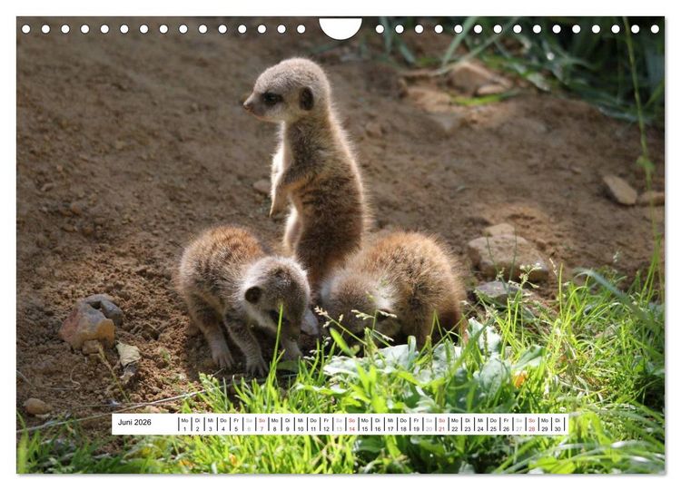 Produktbild: Erdm&auml;nnchen - Die Kobolde im Tierreich (Wandkalender 2026 DIN A4 quer), CALVENDO Monatskalender
