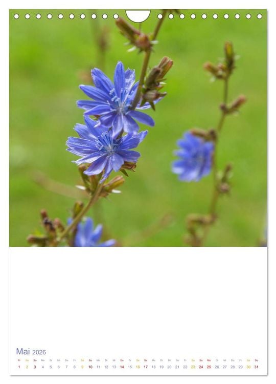 Produktbild: Sch&ouml;ne Wegwarten. Heimische Heilpflanzen am Wegesrand (Wandkalender 2026 DIN A4 hoch), CALVENDO Monatskalender