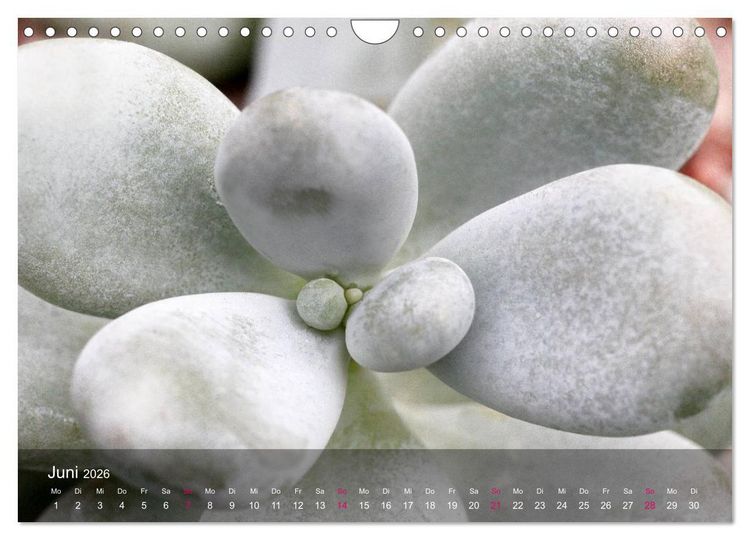 Produktbild: Sukkulenten in Haus und Garten (Wandkalender 2026 DIN A4 quer), CALVENDO Monatskalender