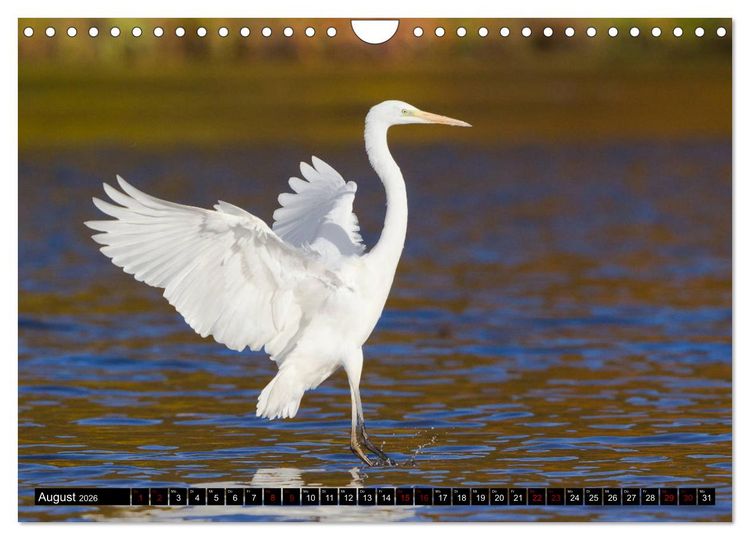 Produktbild: Eleganz in Wei&szlig; - Der Silberreiher (Wandkalender 2026 DIN A4 quer), CALVENDO Monatskalender
