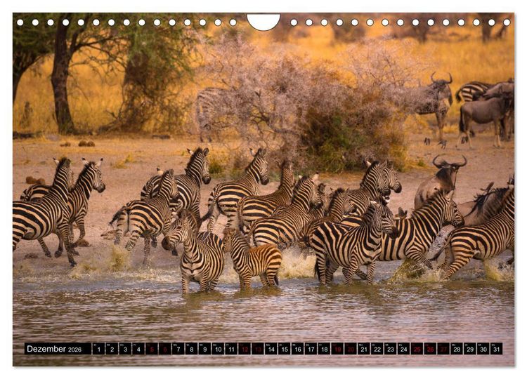 Produktbild: Tansania - Tierwanderung in der Serengeti (Wandkalender 2026 DIN A4 quer), CALVENDO Monatskalender