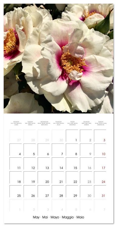 Produktbild: LE PARFUM ENVO&Ucirc;TANT DES ROSES (Calendrier mural carr&eacute; 2026 30x30 cm) Calendrier double avec une page pour vos prises de notes