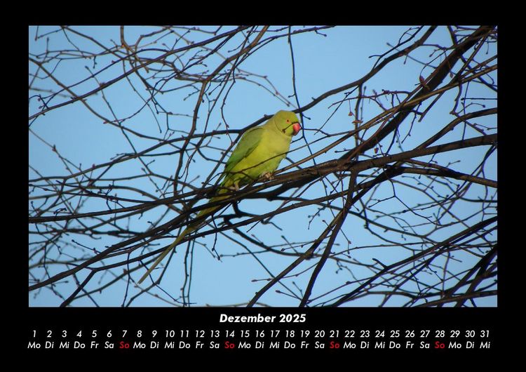 Produktbild: V&ouml;gel 2025 Fotokalender DIN A3