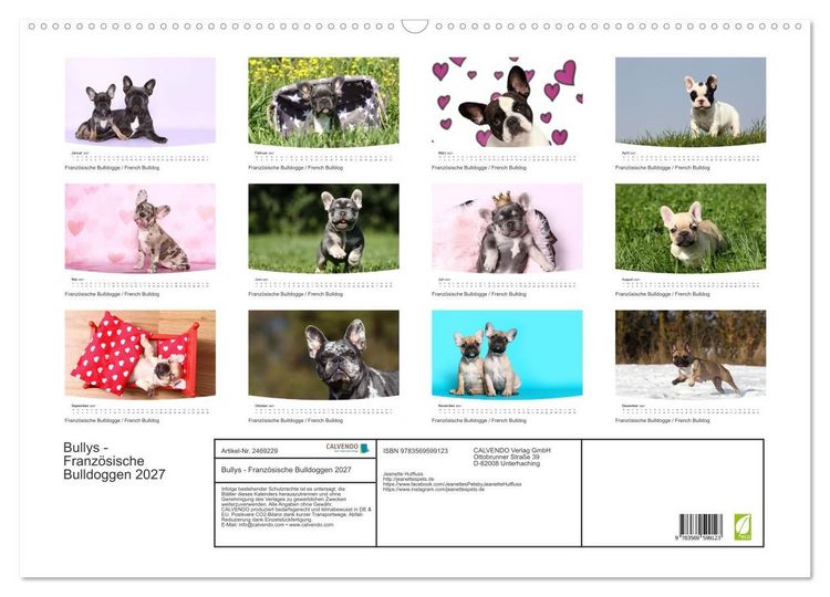 Produktbild: Bullys - Franz&ouml;sische Bulldoggen 2027 (Wandkalender 2027 DIN A2 quer), CALVENDO Monatskalender