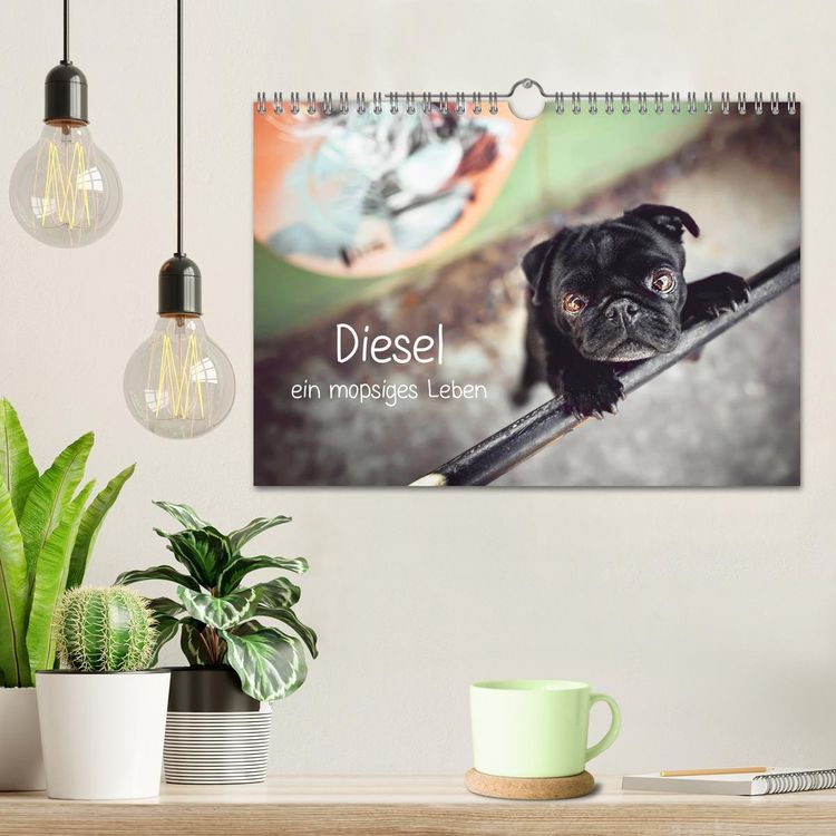 Produktbild: Diesel - ein mopsiges Leben (Wandkalender 2026 DIN A4 quer), CALVENDO Monatskalender