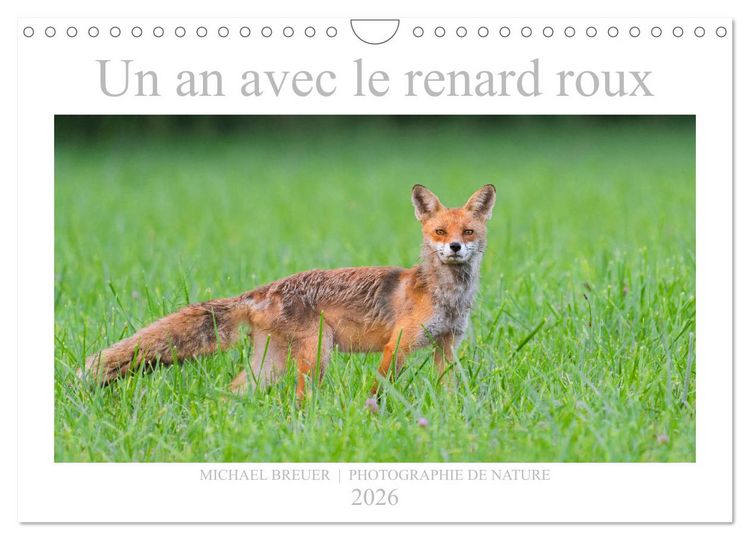 Produktbild: Un an avec le renard roux (Calendrier mural 2026 DIN A4 vertical), CALVENDO calendrier mensuel