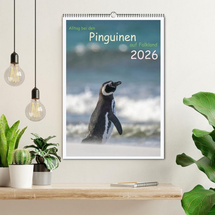 Produktbild: Alltag bei den Pinguinen auf Falkland (Wandkalender 2026 DIN A2 hoch), CALVENDO Monatskalender