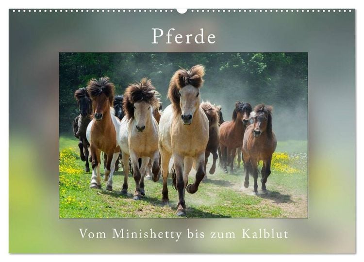 Produktbild: Pferde Vom Minishetty bis zum Kaltblut (Wandkalender 2026 DIN A2 quer), CALVENDO Monatskalender