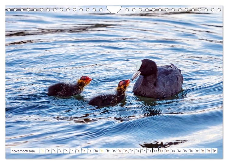 Produktbild: Oiseaux aquatiques en famille (Calendrier mural 2026 DIN A4 vertical), CALVENDO calendrier mensuel