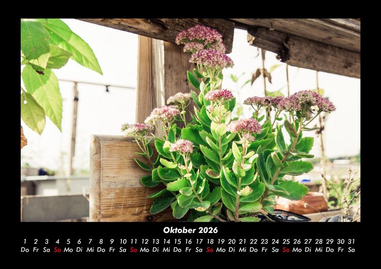 Produktbild: Blumen & Pflanzen 2026 Fotokalender DIN A3