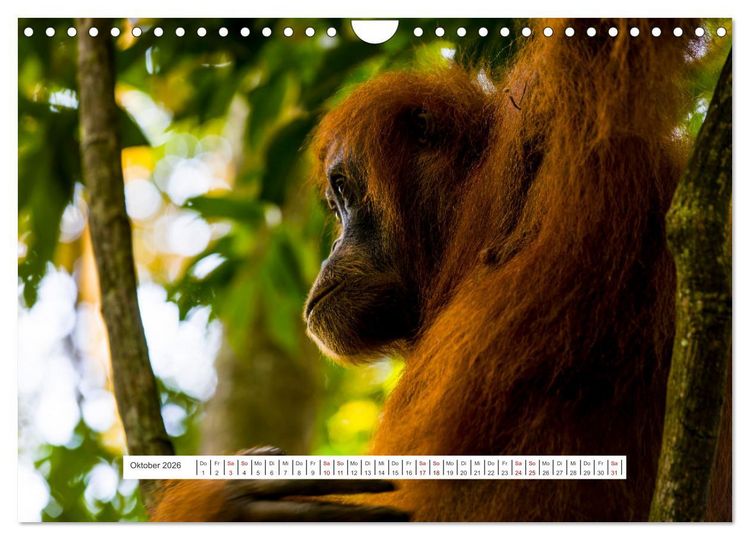 Produktbild: Gunung Leuser Nationalpark und seine Orang Utans (Wandkalender 2026 DIN A4 quer), CALVENDO Monatskalender