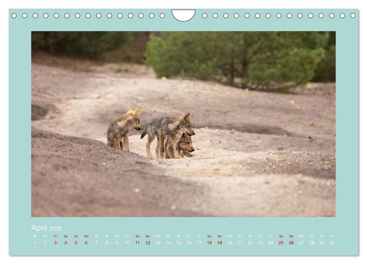 Produktbild: W&ouml;lfe, Impressionen aus der Lausitz (Wandkalender 2026 DIN A4 quer), CALVENDO Monatskalender