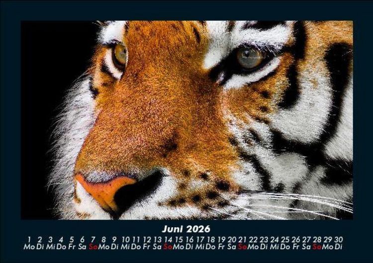 Produktbild: Tiger 2026 Fotokalender DIN A5
