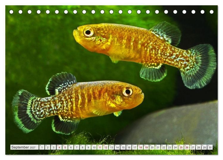 Produktbild: Outdoor-Aquaristik (Tischkalender 2027 DIN A5 quer), CALVENDO Monatskalender