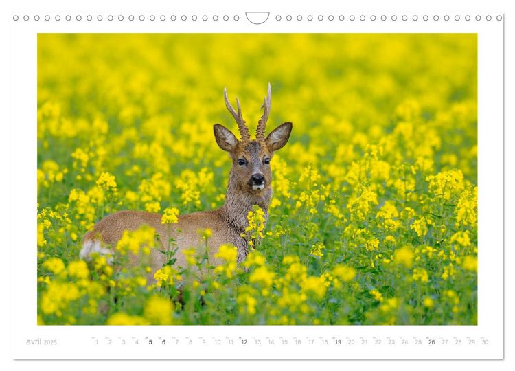 Produktbild: Un an avec des chevreuils (Calendrier mural 2026 DIN A3 vertical), CALVENDO calendrier mensuel