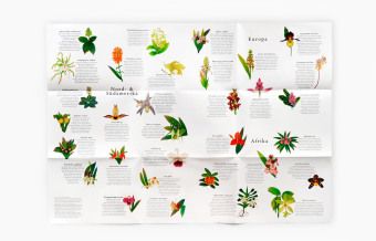 Produktbild: In 50 Orchideen um die Welt - Puzzle 1000 Teile