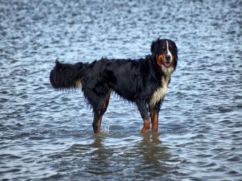 Produktbild: CALVENDO Puzzle Berner Sennenhund in der Nordsee | 1000 Teile Lege-Gr&ouml;&szlig;e 64x48cm Foto-Puzzle f&uuml;r gl&uuml;ckliche Stunden